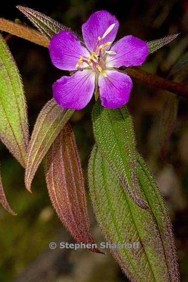 tibouchina longisepala 1 graphic